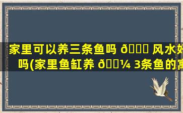 家里可以养三条鱼吗 🐞 风水好吗(家里鱼缸养 🌼 3条鱼的寓意)
